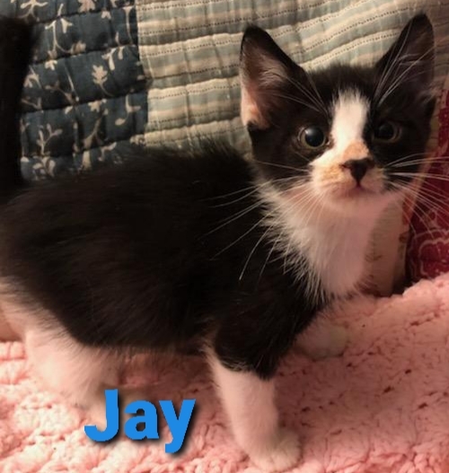 Jay