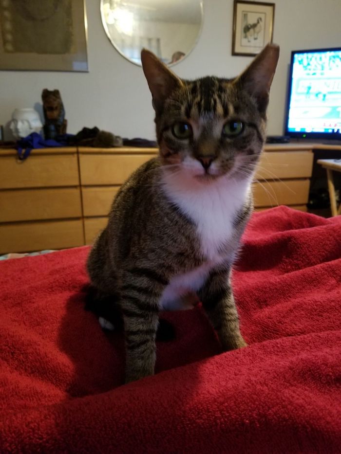 Meow Meow