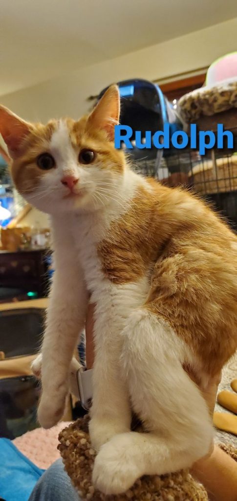 Rudolph (Rudy) Rudolph1 485x1024