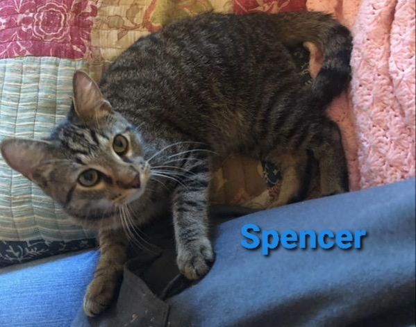 Spencer 3