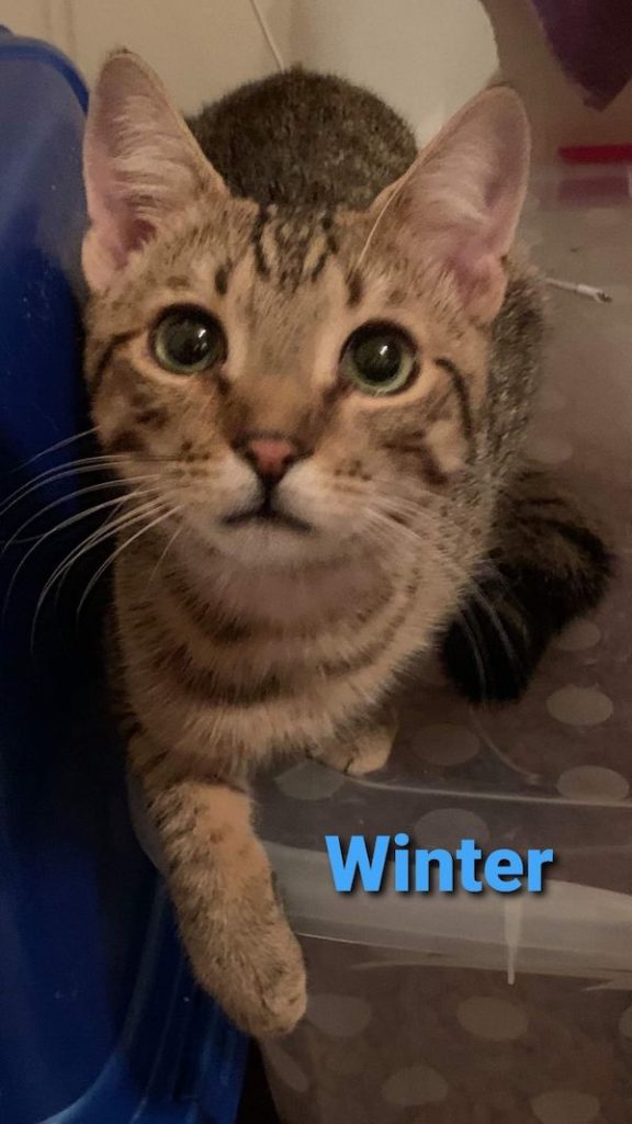 Winter Winter1 576x1024
