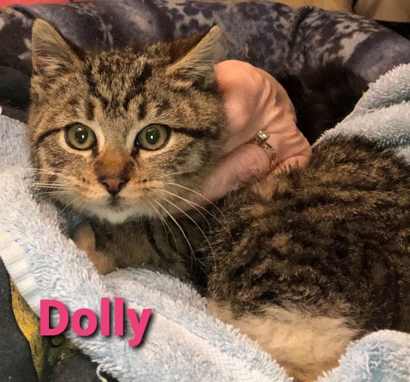 Dolly
