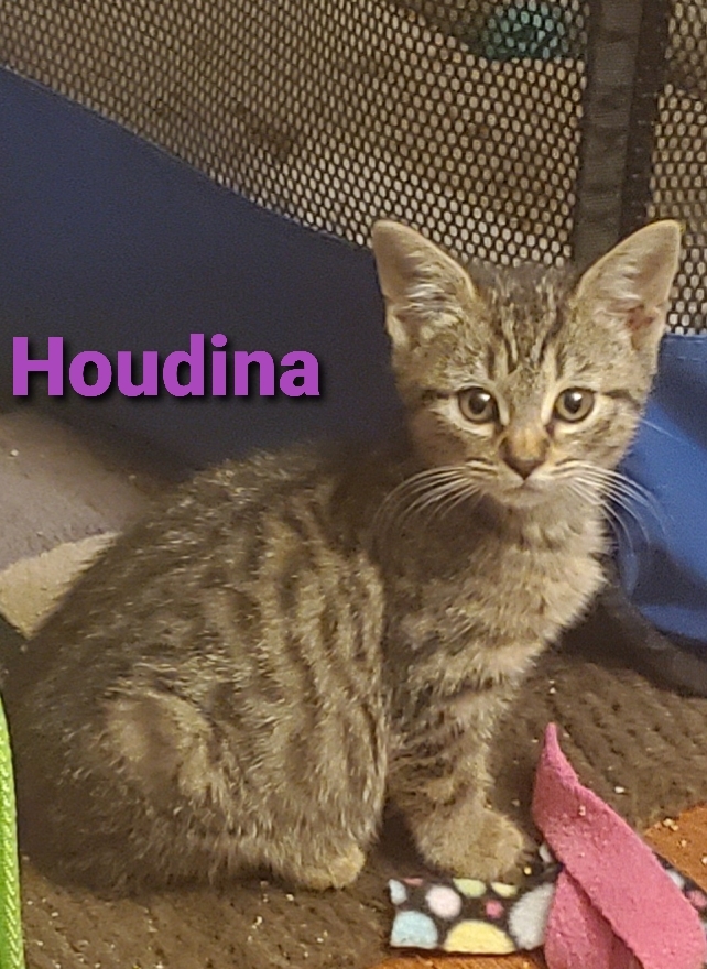 Houdina (Dina) Houdina1
