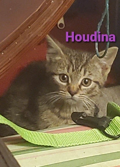 Houdina (Dina) Houdina2