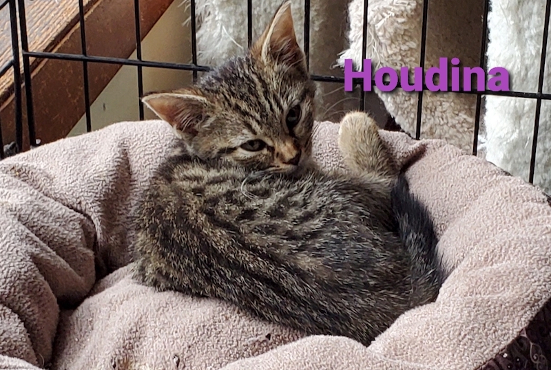 Houdina (Dina)