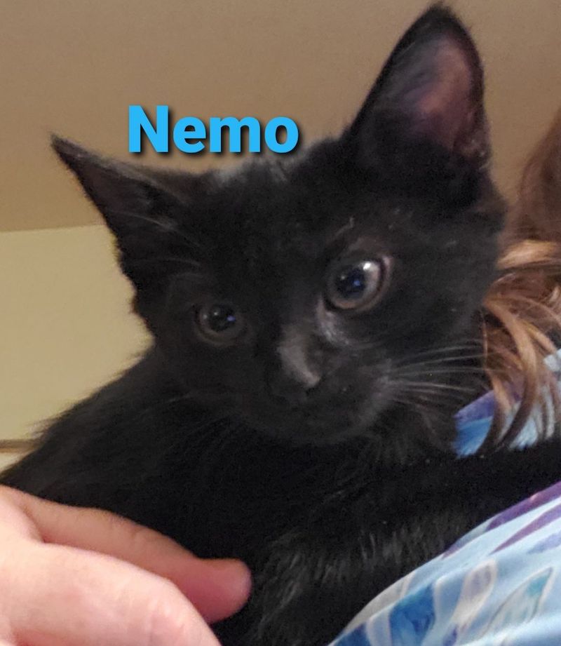 Nemo