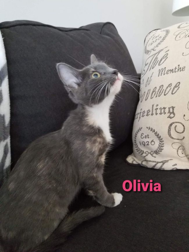 Olivia3