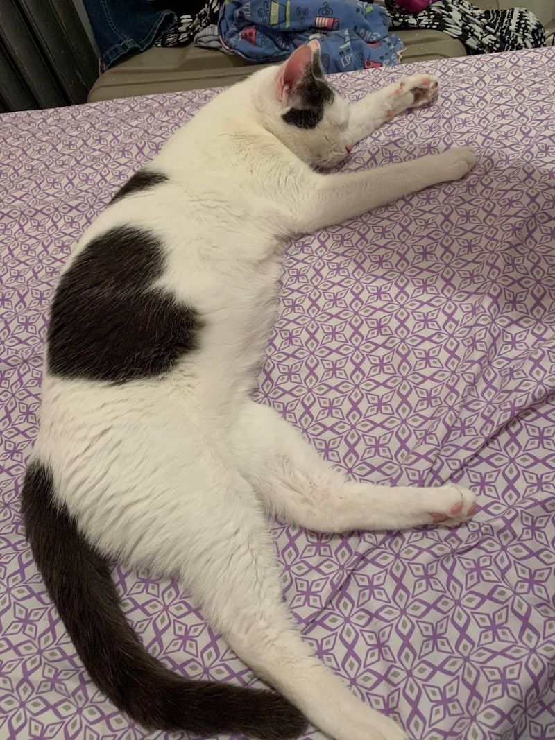 Oreo
