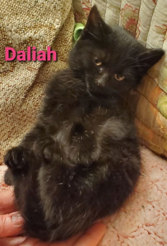 Daliah1 695x1024