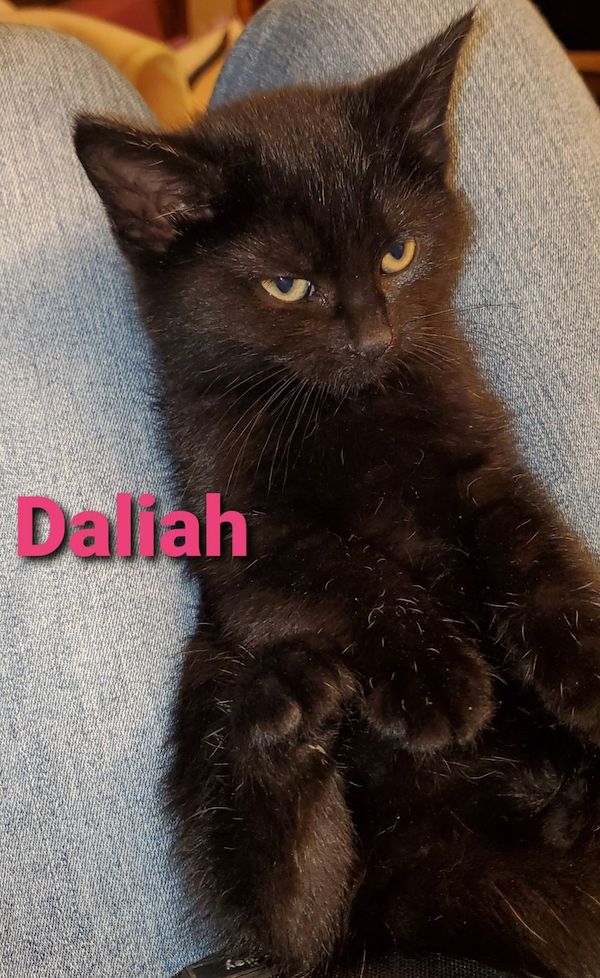 Daliah2