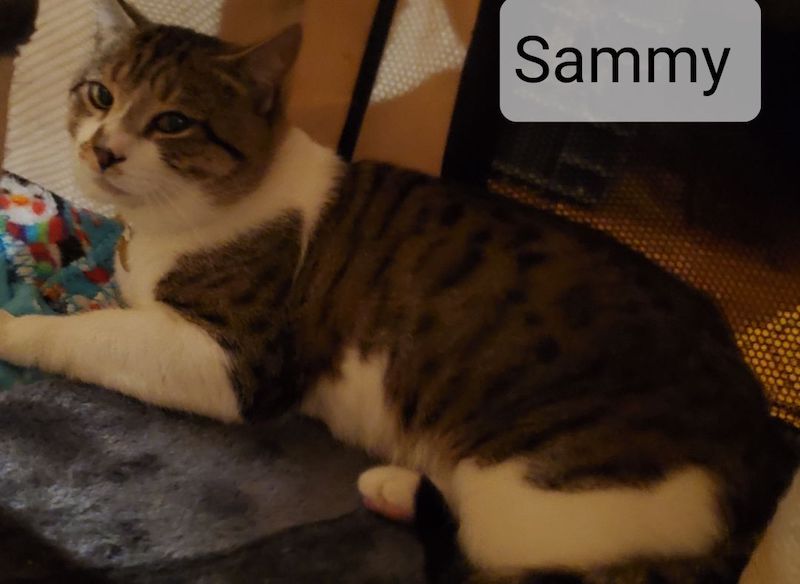 Sammy Sammy22