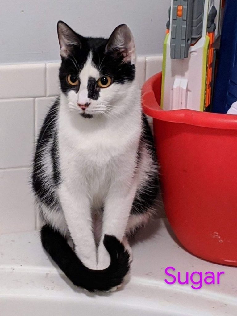 Sugar1 768x1024