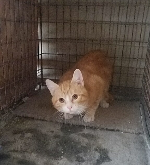Simba