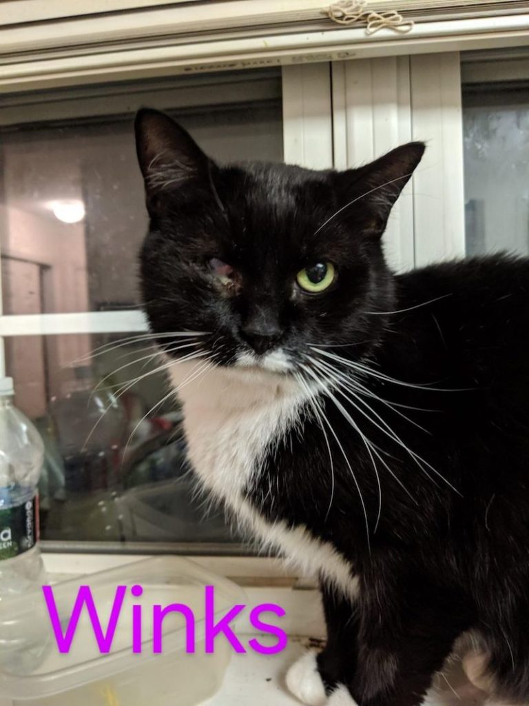 Winks 768x1024
