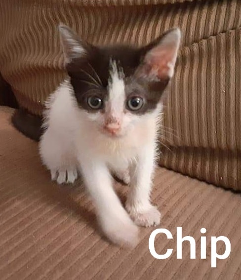 Chip