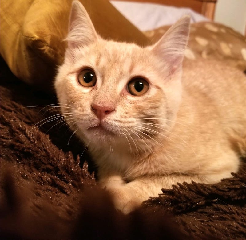 Smudge