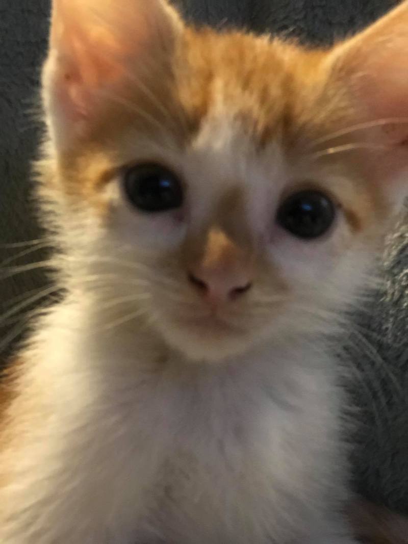 Finley