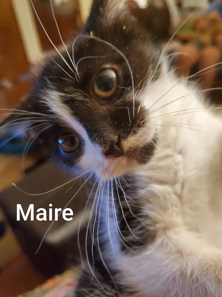 Maire