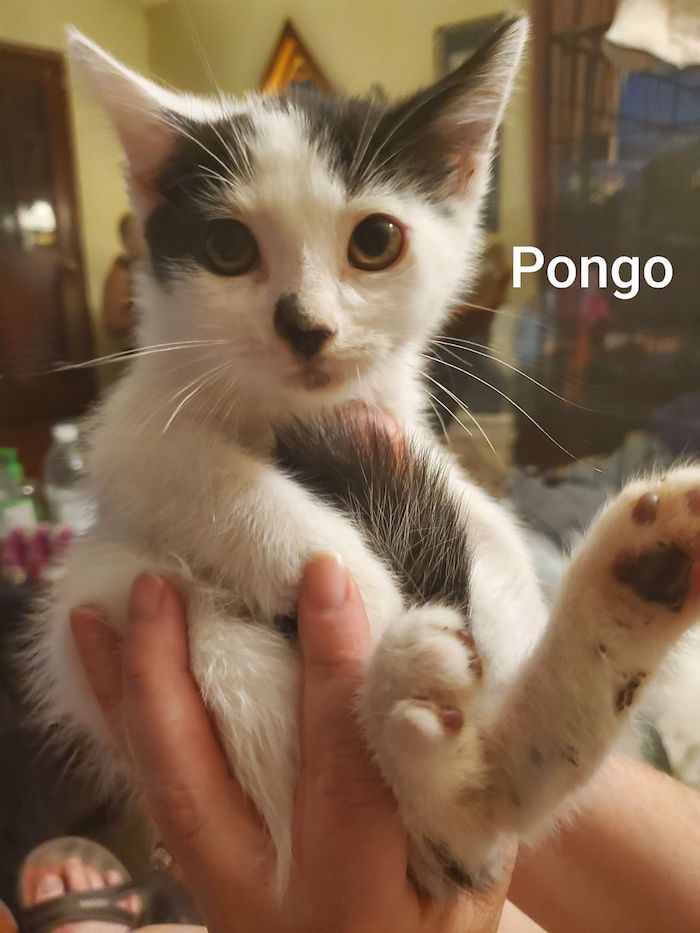 Pongo