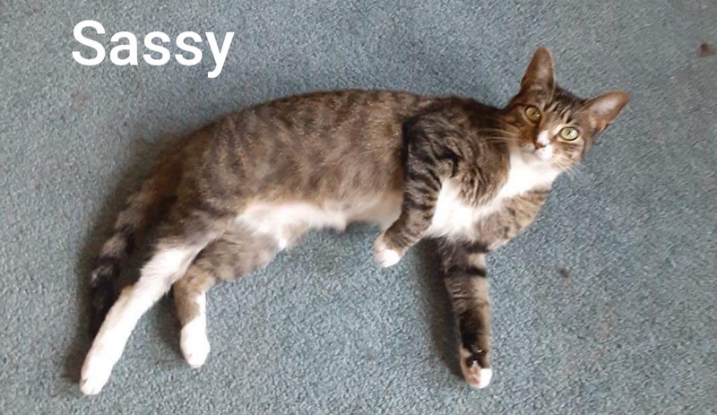 Sassy2