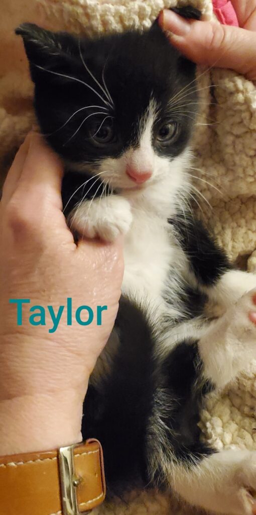 Taylor Taylor 510x1024