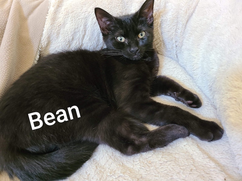 Bean