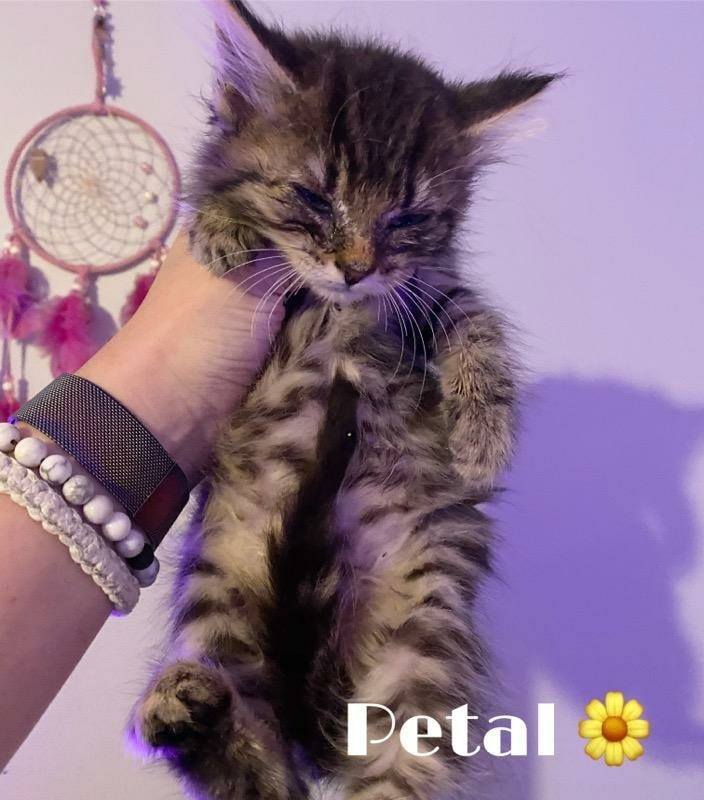 Petal