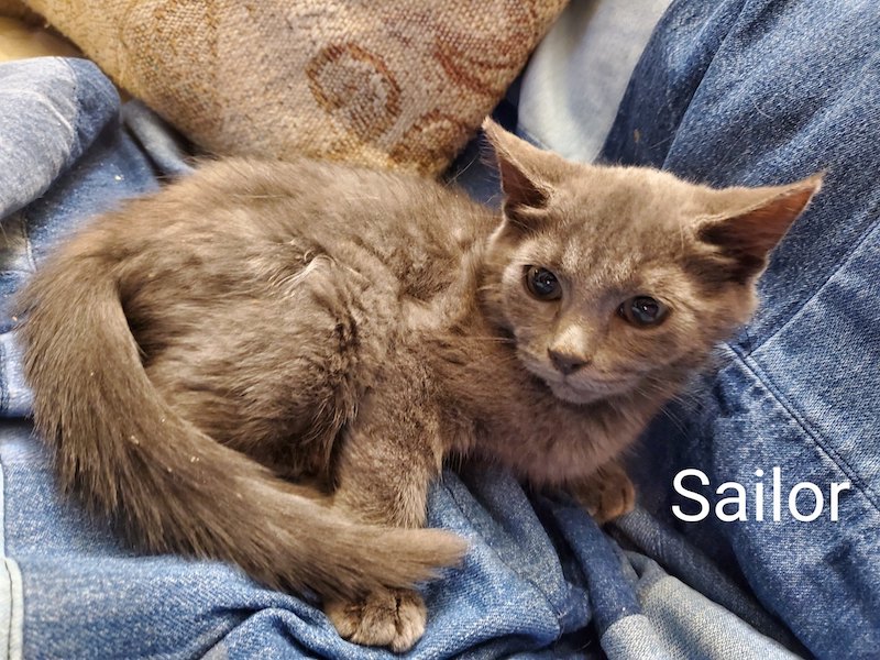 Sailor