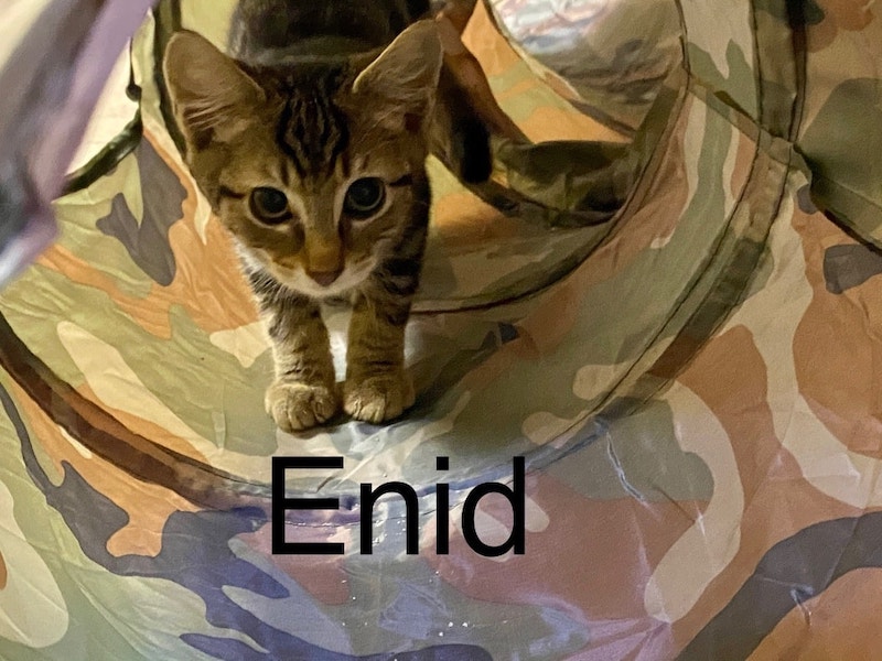 Enid