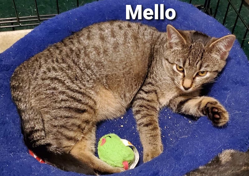 Mello