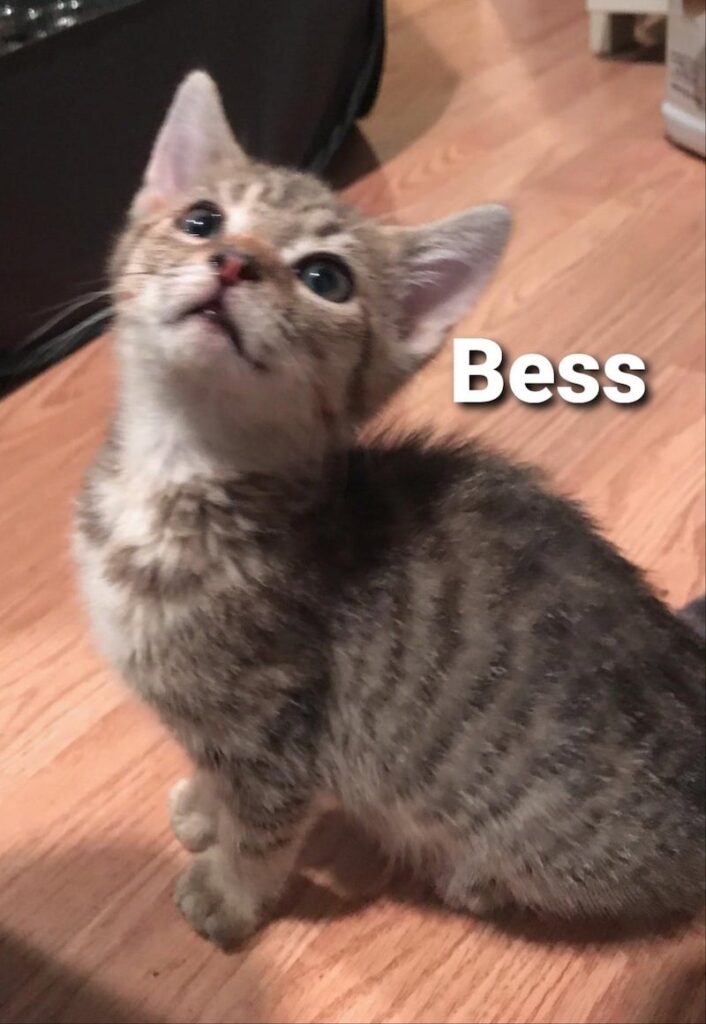 Bess 706x1024