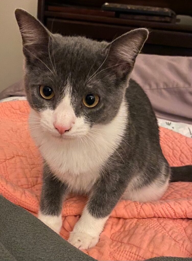 Chonk Chonk 752x1024
