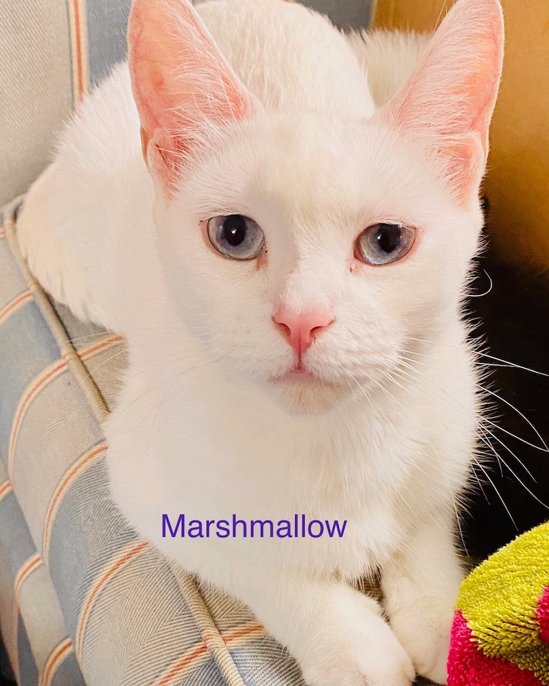 Marshmallow