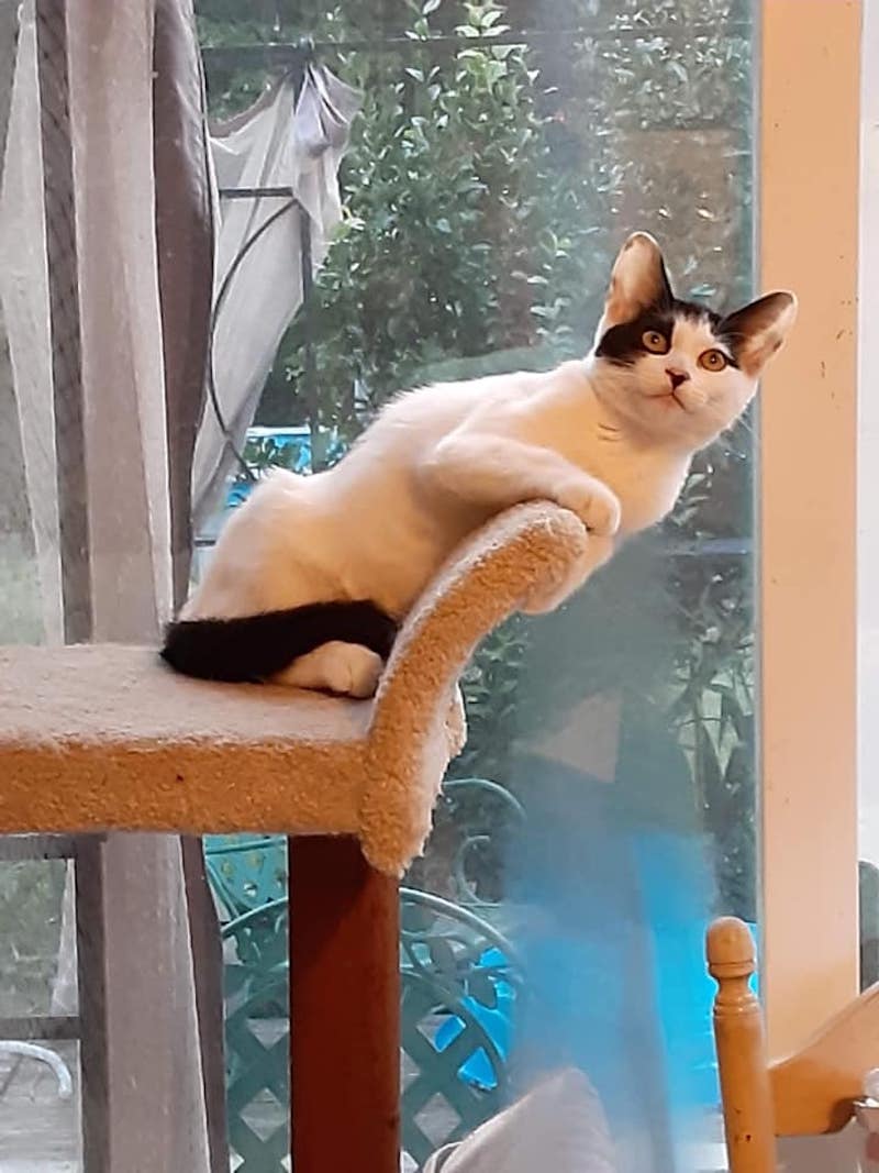Pancake