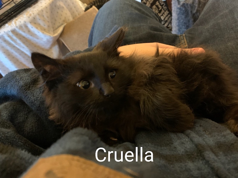 Cruella