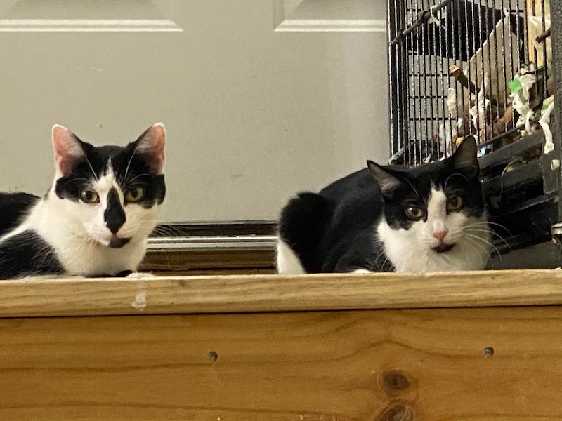 Shadow and Tinker