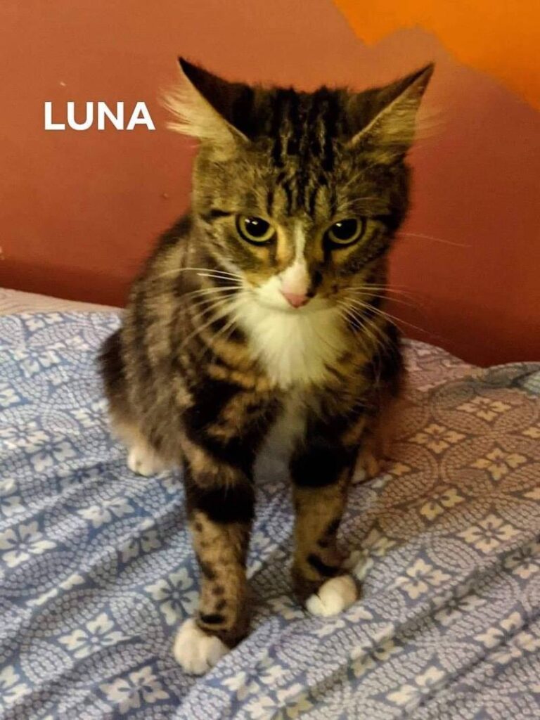 Momma Luna 768x1024