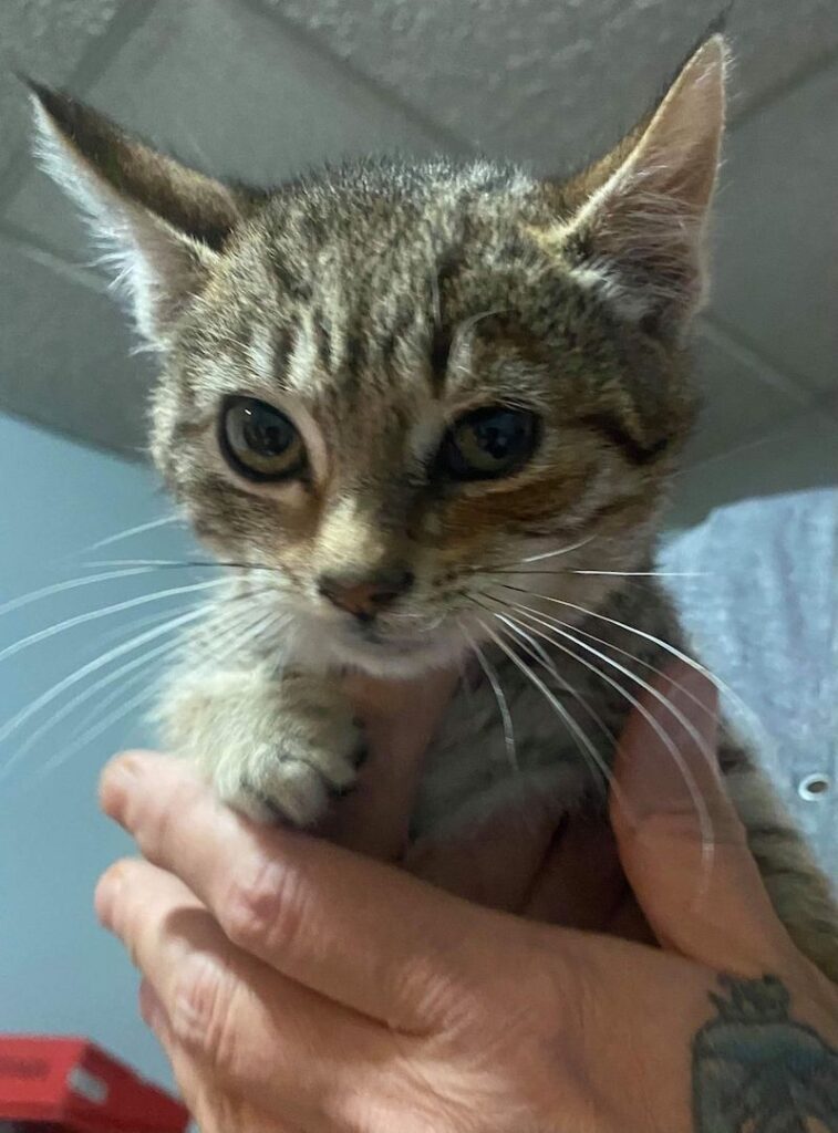Peanut Peanut 757x1024