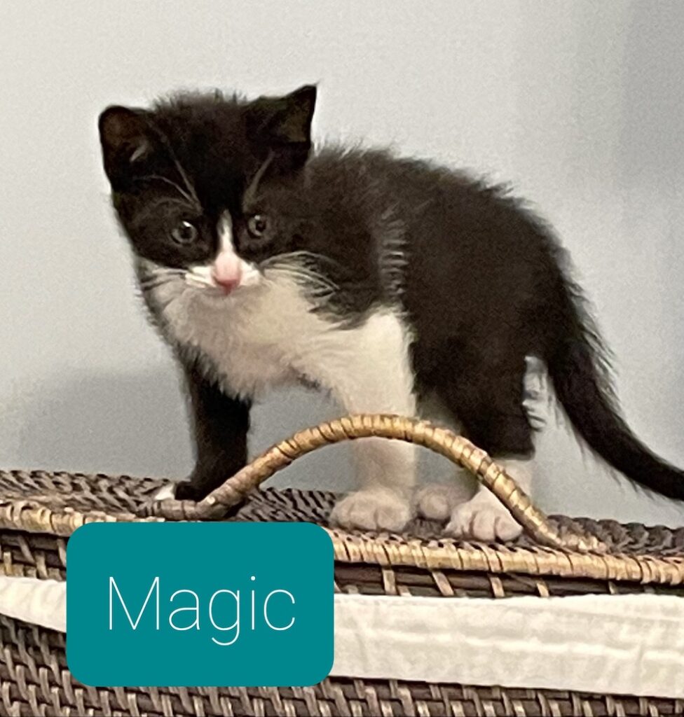 Magic Magic 976x1024