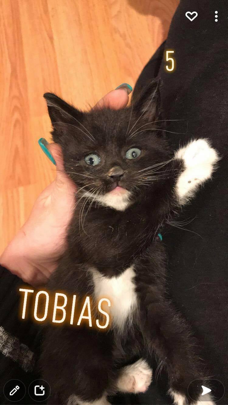 Tobias