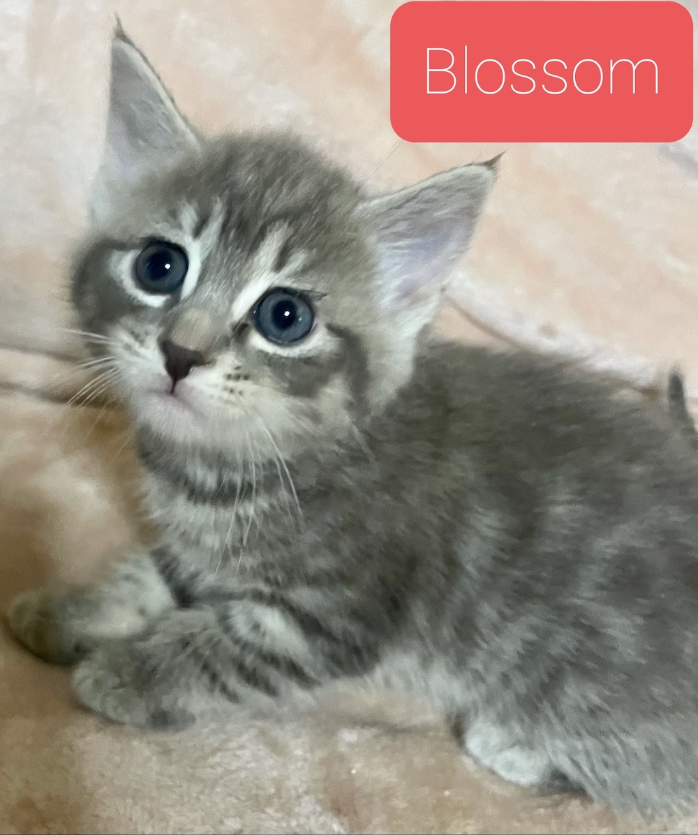 Blossom