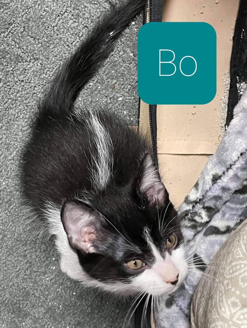 Bo