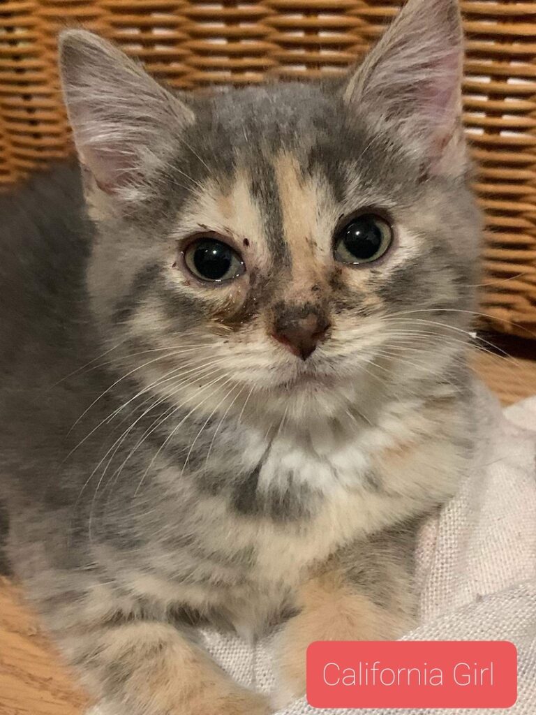 California Girl California Girl 768x1024