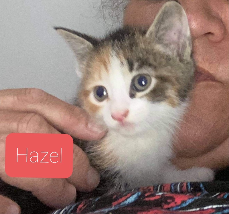Hazel