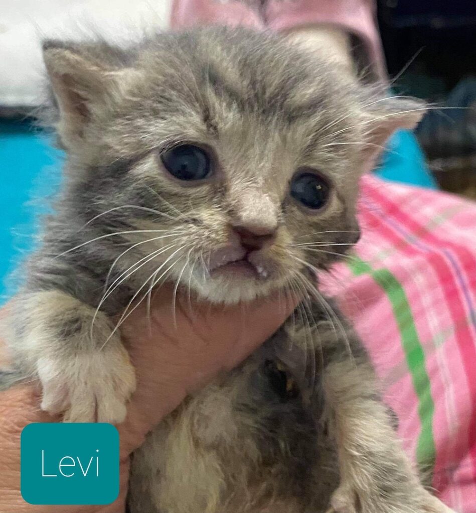 Levi Levi 949x1024