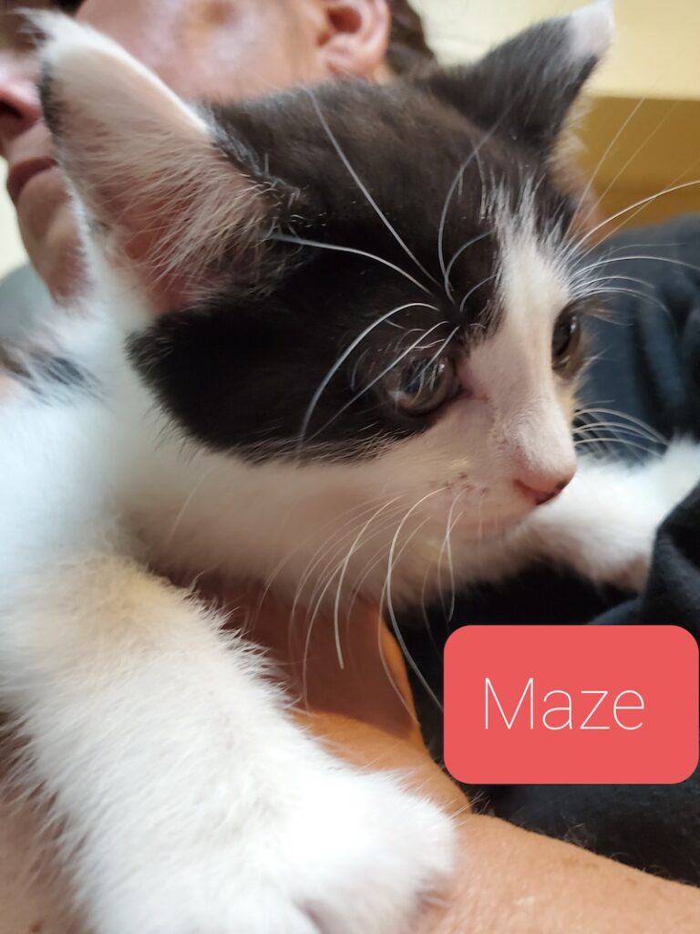 Maze 768x1024