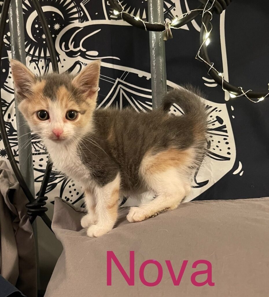 Nova 930x1024