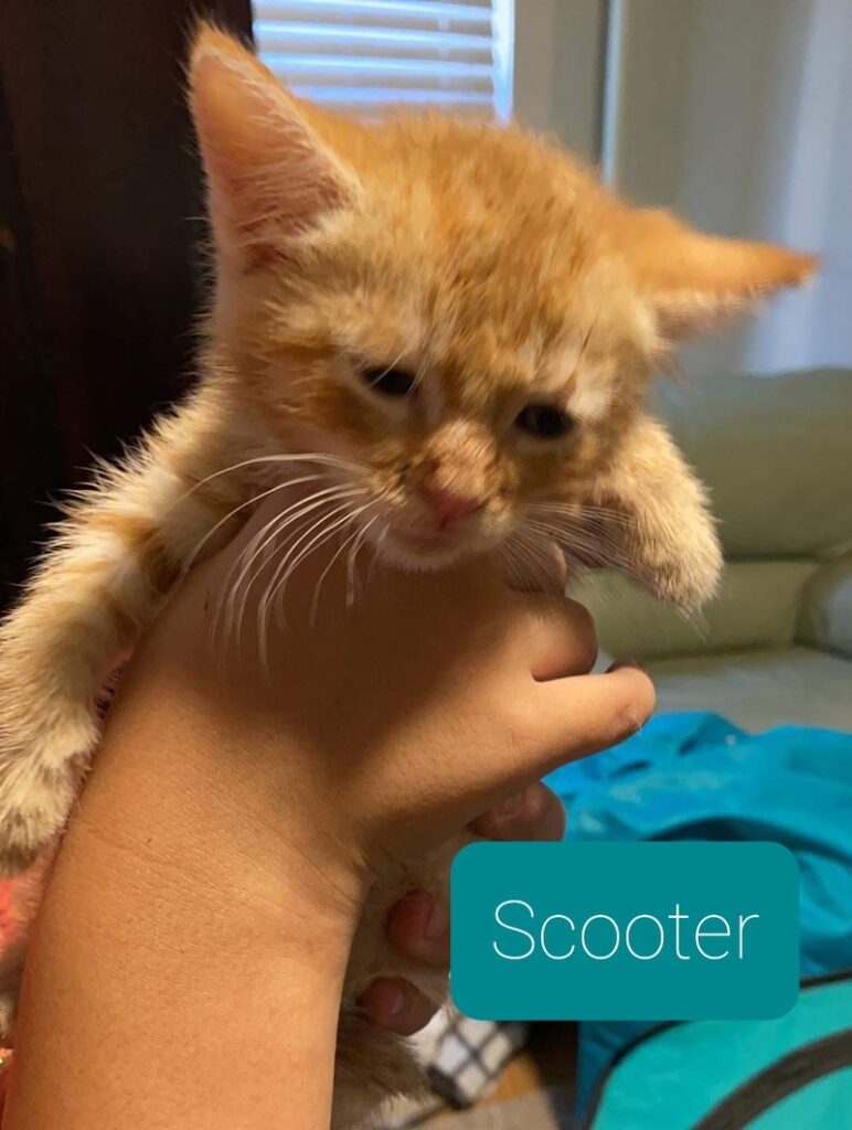 Scooter Scooter 772x1024