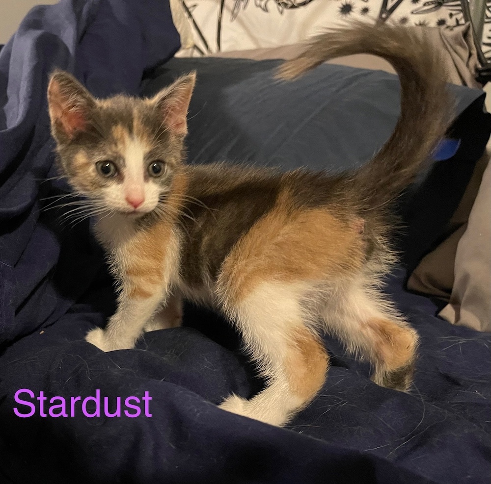 Stardust
