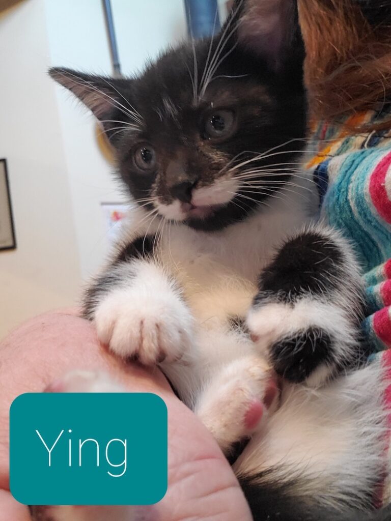 Ying 768x1024